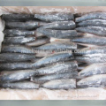 HGT HGT Pacific Mackerel de alta calidad